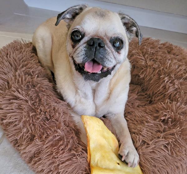 /images/uploads/pug nation rescue of los angeles/pugnation2024/entries/30803thumb.jpg